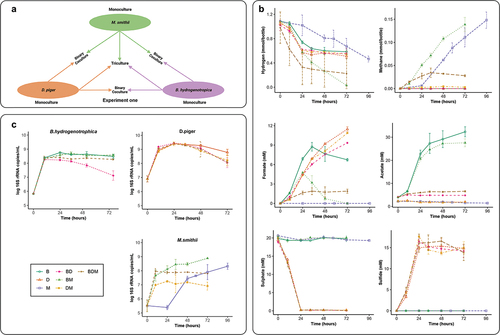 Figure 1. Interactions between hydrogenotrophic species. (a) schematic overview of Experiment one. B. hydrogenotrophica, D. piger and M. smithii were cultured in monoculture, or together in binary cocultures and a triculture. (b) hydrogen consumption and metabolite production of B. hydrogenotrophica, D. piger and M. smithii under hydrogenotrophic conditions. (c) log 16S rRNA gene copies per mL of B. hydrogenotrophica, D. piger and M. smithii in monocultures, binary cocultures and a triculture. Data are shown as average ± standard deviation (n = 2). B: B. hydrogenotrophica monoculture; D: D. piger monoculture; M: M. smithii monoculture; BD: B. hydrogenotrophica and D. piger binary coculture; BM: B. hydrogenotrophica and M. smithii binary coculture; DM: D. piger and M. smithii binary coculture; BDM: B. hydrogenotrophica, D. piger and M. smithii triculture.