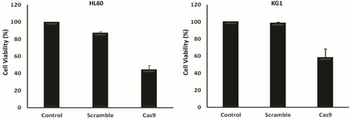 Figure 4 Proliferation of the various groups–cotransfected HL60 and KG1 cells via sgRNAa, sgRNAb, sgRNAc and Cas9 vectors was quantified using an MTT assay 48 hrs after transfection. The viability of the untreated cells was considered as 100%, and the viability of other groups is presented as the percentage of the untreated cells. Data were mean ± s.d. of three independent experiments (P<0.0001).