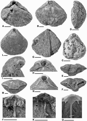 Figure 3. A–K, Magasella neozelandica. A, NHMW‐1865-0037-0150i. Dorsal exterior. B, MA91104a. Dorsal exterior. C, D, B630. C, Dorsal exterior. D, Lateral exterior. E, NHMW‐1865-0037-0150b. Anterior commissure. F, MA91104b. Anterior commissure. G, B631. Ventral exterior. H, I, B632. H, Strong beak ridges, disjunct deltidial plates. I, Erect beak. J, B633. Cardinalia. K, B634. Cardinalia and septum. L–O, Magasella sanguinea. L–N, OU44534a. L, Dorsal exterior. M, Anterior commissure. N, Less robust beak ridges, conjunct deltidial plates. O, OU44534b. Cardinalia and septum. A and E photographed by Alice Schumacher of the NHMW. All scale bars 5 mm unless indicated otherwise. B = University of Auckland School of Environment, MA = Auckland Museum, NHMW = Naturhistorisches Museum Vienna.