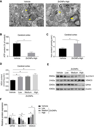 Figure 3 Pulmonary exposure to ZnONPs resulted in ferroptosis-related mitochondrial oxidative damage in mouse cerebral cortex. After treatment of ZnONPs, cerebral cortex tissues were collected for designed experiments at post-exposure day 3. (A) The ultrastructure changes on the mitochondria were observed by TEM. The yellow arrows showed the representative mitochondria. Scale bar=500 nm. (B–D) The total ATP, iron, and MDA contents in the cerebral cortex of mouse were determined by commercial kits. (E) Representative Western blot reflecting ferroptosis-related protein levels in mouse cerebral cortex tissues. (F) The protein expression of GPX4, VDAC3 and SLC7A11 obtained from at least three independent experiments. β-actin was served as loading control. Data were derived from at least three independent experiments and were reported as mean ± SD. *Denoted P< 0.05, compared with the vehicle control.