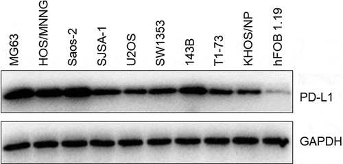 Figure 1. The expression level of PD-L1 in MG63, HOS/MNNG, Saos-2, SJSA-1, U2OS, SW1353, 143B, T1-73, KHOS/NP, and hFOB 1.19 cells was determined by Western blotting assay