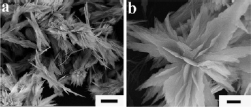Figure 19. SEM images of CuO nanostructures obtained by thermal dehydration of the as prepared Cu(OH)2 nanoribbons in water at 70°C for 12 h. Scale bars: (a) 2 µm; (b) 500 nm Citation38.