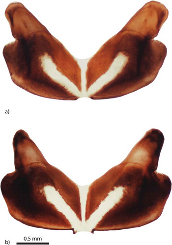 Figure 4. Female structure of eighth abdominal sternite – Pterostichus rhaeticus: a, Đon močvar bog; Pterostichus nigrita: b, Jarak fen.