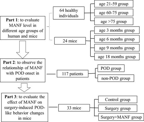 Figure 1 The study overview of this research. In this study, both human and mice were involved. To evaluate MANF level in different age groups of human and mice, 64 healthy individuals involved and 24 mice were used. To observe the relationship of MANF with POD onset, 117 patients were initially involved. To evaluate the effect of MANF on surgery-induced POD-like behavior changes in mice, 33 mice were used.