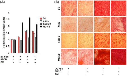Fig. 4. Induction of early osteogenic markers by SBCD.Notes: (A) Effect of SBCD and OM in low serum media (2% FBS) on alkaline phosphatase activity measured in D1, ASCs, SaOs-2, and MG-63 cells. Data are expressed as fold increase over control (2% FBS alone) and are mean ± SD of three different experiments performed in eight different samples. Three different cell lines from different donors were used for ASCs. Cells cultured for the same time in the presence of OM alone, omitting both 2% FBS and SBCD, did not survive. (B) Representative micrographs showing the effect of SBCD and OM in low serum media on the collagen deposition detected in D1, ASCs, SaOs-2, and MG-63 cells, as detected by Picro-Sirius Red stain. Original magnification: 100×.