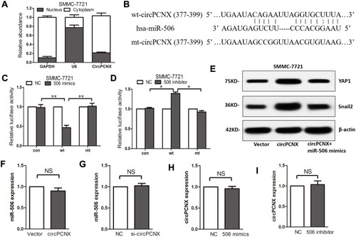 Figure 3 circPCNX functions as a sponge for miR-506. (A) The intracellular enrichment of circPCNX in SMMC-7721 cells was detected using qRT-PCR. (B) Predicted miR-506 binding site and corresponding mutant sites in the circPCNX sequence (wt, wild-type; mt, mutant). (C and D) Luciferase activity in SMMC-7721 cells co-transfected with luciferase reporters and miR-506 mimics or miR-506 inhibitors. The luciferase activity of each group was normalized to the value obtained in the cells transfected with NC mimics. (E) Relative Snail2 and YAP1 expression in SMMC-7721 cells transfected with circPCNX expression plasmids and miR-506 mimics, as analyzed using Western blot assays. (F and G) qRT-PCR analysis of miR-506 expression in SMMC-7721 cells transfected with circPCNX expression plasmids or siRNAs. (H and I) qRT-PCR analysis of circPCNX expression in SMMC-7721 cells transfected with miR-506 mimics or inhibitors. Results are presented as means± SD *P<0.05, and **P<0.01.U6, RNU6-1.Abbreviations: NS, not significant; NC, negative control.