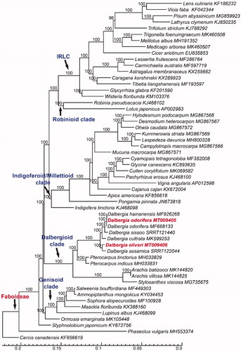 Figure 1. Phylogeny of Dalbergia species based on complete plastomes using maximum likelihood methods with bootstrap values on the branch. The bottom scale bar represents the number of substitutions per site. Two new plastomes (MT009405 and MT009406) were annotated using bold font.