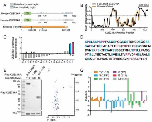 Figure 1. A human CLEC16A disease variant lacks a C-terminal IDPR. (A) Domain prediction of the human CLEC16A disease variant and human full-length CLEC16A generated by Pfam. The human CLEC16A disease variant is aligned beneath, and the shaded region represents sequence differing from human full-length CLEC16A. “FPL” is a domain of unknown function enriched in the amino acids phenylalanine (F), proline (P), and leucine (L). (B) Mean disorder score from IUPred 2, Disprot VSL2B, and DISOPRED 3.1 of full-length CLEC16A and the human CLEC16A disease variant. Putative disordered regions were identified with a probability threshold of >0.6. (C) Residue composition bias of the mouse CLEC16A C terminus generated with Composition Profiler, comparing residue enrichment of the CLEC16A C terminus vs Swiss-PROT 51 database. Significantly enriched serine (blue) and proline (pink) residues are highlighted. * p < 0.05. (D) Mouse CLEC16A C terminus residues (AA 892–1050) are listed in FASTA format. Serine residues are highlighted in blue, and proline residues are in pink. (E) Representative western blot (WB) in HEK293T cells transfected with Flag-CLEC16A constructs (full-length CLEC16A, CLEC16A lacking the C terminus [CLEC16A ∆C, AA 1–892], or CLEC16A C terminus-only [AA 892–1050]). VCL (vinculin) serves as a loading control. Expected molecular mass (MM) noted along top. Visualized molecular mass denoted by ladder. n = 3/group. (F) 1H-15N HSQC spectra of recombinant CLEC16A C terminus (AA 892–1050). Spectra clusters near 1H 8ppm, consistent with being an IDPR. (G) Assessment of secondary structure propensity of residue types identified by NMR. Secondary structure is shown as the difference between 13Cα and 13Cβ secondary chemical shifts. Stretches of values > 2 ppm indicate α-helix, values < 2 ppm indicate β-sheet.