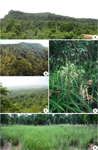 Figure 3 Mallur Gutta. (A) Landscape at the beginning of the hill. (B) Forest cover at the far end of the hill. (C) Valley on southwestern side. (D) Forest undergrowth (marsh) near Chintamani waterfall. (E) Shallow pond on hill top with dominant Chrysopogon zizanioides.