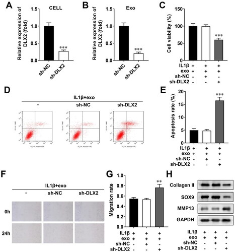 Figure 4. OCY-exos/DLX2 regulates cell viability, apoptosis, migration, and ECM deposition. (A) The efficiency was examined using qRT-PCR after sh-NC and sh-DLX2 transfected into MLO-Y4 cells. (B) The levels of DLX2 were measured using qRT-PCR in exosomes isolated from transfected cells. Following chondrocytes treated with IL-1β and OCY-exos, (C) CCK-8 was performed to evaluate cell viability; (D) apoptosis was assessed by flow cytometry and quantified in (E); (F) wound healing assay assessed cell migration and was quantified in (G); (H) the protein levels of collagen II, SOX9, and MMP13 were measured using Western Blot. ***p < 0.001. **p < 0.01.