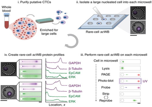 Figure 9. Profiling protein expression using microfluidic western blotting in circulating tumour cells (Adapted from Sinkala E et al.) [Citation54].