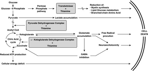 Figure 2 The metabolic pathways in which thiamine plays a critical role.