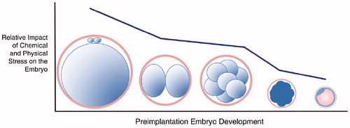 Figure 4. Embryo sensitivity to environmental factors on different formation stages [Citation6].