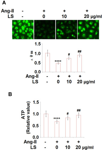 Figure 5 (A) Loxoprofen sodium prevented Ang-II-induced reduction of mitochondrial membrane potential (Δψm) in human umbilical vein endothelial cells (HUVECs). Mitochondrial membrane potential (Δψm) was measured by dihydrorhodamine 123 (N=3). (B) Loxoprofen recovered angiotensin II reduced ATP production. Cells were treated with 10 µM angiotensin II in the presence or absence of loxoprofen sodium (10, 20 μg/mL) for 24 hours (****, P<0.0001 vs vehicle group; #, ##, P<0.05, 0.01 vs Ang-II treatment group, N=3).