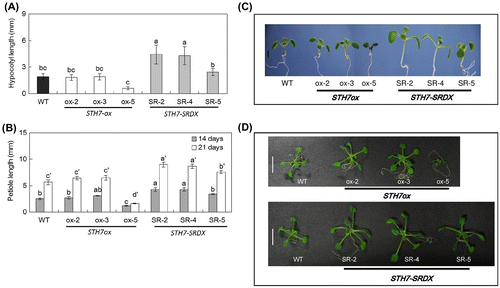 Fig. 3. Phenotype of STH7-ox and STH7-SRDX mutants.