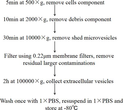 Figure 1 The specific operation process of extracellular vesicles extraction.