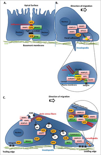Figure 1. Schematic diagram illustrating the role of Arf family proteins and their regulators in cancer cell migration. (A and B) Regulation of cell-cell and cell-ECM adhesion by Arf family proteins and their GEFs/GAPs. The initial steps of cancer cell migration involve the disassembly of cell-cell contacts and the establishment of new focal contacts. These are mediated by distinct multiprotein complexes that form adherens and tight junctions, as well as focal adhesions. (A) Members of the Arf family of proteins and their regulators involved in the internalization and recycling of E-cadherin, the best studied component of adherens junctions, and tight junction formation. (B) Arf1 and several Arf GAPs have been shown to regulate focal adhesion formation and turnover. Inset shows the association of Arf1 and Arf GAPs with focal adhesion components. (C) Arfs/Arls and their respective GEFs/GAPs involved in integrin endocytosis and recycling, and actin cytoskeleton remodeling, through the formation of lamellipodia and circular dorsal ruffles. Inset shows Arfs and Arf GEFs and GAPs that regulate the formation of lamellipodia and actin stress fibers. Arfs/Arls are represented in orange ovals. GEFs are represented in green rectangles and GAPs in pink rectangles. CDR, circular dorsal ruffle; EE, early endosome; LE, late endosome; MP, macropinosome; RE, recycling endosome.