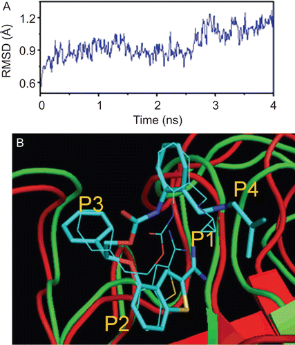 Figure 8.  MD simulation result. (A) Plot of the root-mean-square deviation (RMSD) of docked complex versus the MD simulation time in the MD-simulated structures. (B) View of superimposed backbone atoms of the average structure of the whole 4 ns of the MD simulation (green) and the initial structure (red) for compound 69–FIXa complex (PDB ID: 3LC5). Compound 69 is represented in cyan stick for the initial complex and cyan line for the final average complex. All hydrogen atoms are removed for clarity.