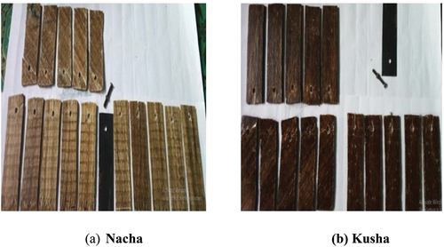 Figure 19. Bearing strength test specimens of Kusha and Nacha after testing.