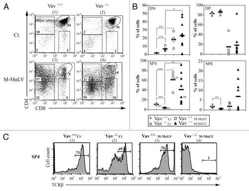 Figure 3. Thymocyte populations in M-MuLV infected mice. A) Flow cytometry analysis of thymi from control and M-MuLV infected mice. Cells were stained with anti-CD4 and anti-CD8 antibodies to distinguish CD4-/CD8- (DN), CD4+/CD8+ (DP), CD4+/CD8- (CD4+) and CD4-/CD8+ (CD8+) populations. B) Percentages of DN, DP, CD4+ and CD8+ from representative populations of mice (Vav1+/+ control (n = 6); Vav1−/− control (n = 6); Vav1+/+ M-MuLV (n = 4); Vav1−/− M-MuLV (n = 9)). The numbers in brackets reflect the mice whose plots are depicted in panel A. C) Representative histograms showing TCRβ expression in the CD4+/CD8- subset of different mice populations. Data were evaluated using Student’s t-test: * p < 0.05; **p < 0.01; ***p < 0.001.