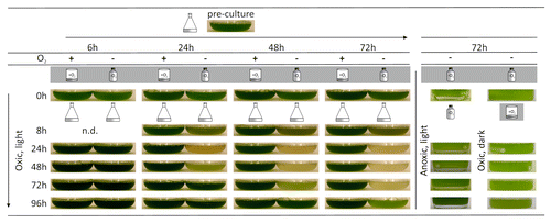 Figure 2.C. reinhardtii strain CC-124 cultures were grown as described in the legend of Figure 1 up to a cell density of about 3 ? 106 cells ml?1. Then they were transferred to darkness either aerated in beakers (O2 +) or in sealed flasks (O2 ?). Cells were incubated under these conditions for 6, 24, 48, or 72 h (indicated in the top row) and then transferred back to standard growth conditions (aeration and illumination at 80 µmol photons ? m?2 ? s?1; Oxic, light). Aliquots of cells incubated dark-anoxically for 72 h were also kept in sealed flasks, but re-illuminated (Anoxic, light) or re-oxygenated in the dark (Oxic, dark). Photographs were taken immediately after transfer of the cells to Erlenmeyer flasks (0h at the left) and then after 8, 24, 48, 72, and 96 h (indicated at the left).