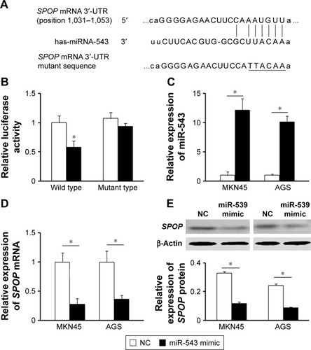 Figure 2 SPOP is a direct target of miR-543 in GC. (A) The miR-543 wild-type binding sequence or its mutated form was inserted into C-terminal of the luciferase gene to generate pGL3-SPOP-3′-UTR or pGL3-SPOP-mut-3′-UTR, respectively. (B) miR-543 targeted the wild-type but not the mutant 3′-UTR of SPOP. (C) qPCR analysis was performed to detect the expression of miR-543 in MKN45 and AGS cells transfected with NC oligonucleotide or miR-543 mimic. (D and E) qPCR and western blot analysis showed that miR-543 inhibited mRNA and protein level of SPOP in MKN45 and AGS cells. Cells were transfected with the miR-543 mimic or NC. β-Actin served as a loading control. *P<0.05, compared with NC.