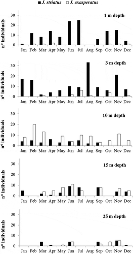 Figure 2. Monthly variations in abundance (no. ind./20 m2) of Jujubinus striatus and Jujubinus exasperatus, at each sampled depth.