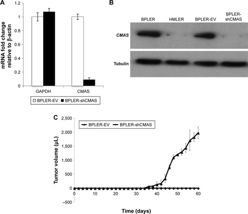 Figure 5 CMAS expression is required for tumor initiation.