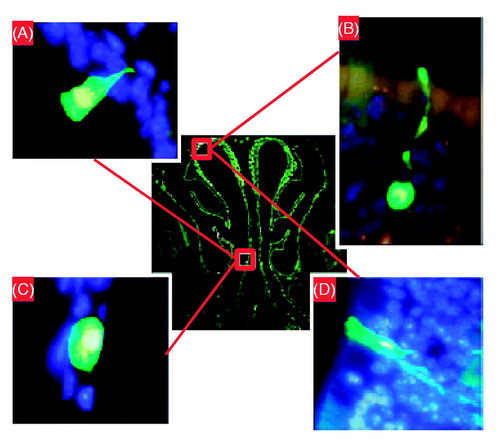 Figure 4. Determination of transduced cell types. The transduced green fluorescent protein (GFP)-positive cells were identified using fluorescent microscopy (original magnification × 63) 30 d after administration of SIV-GFP (4 × 108 TU/mouse) vector to the mouse nose. (A) Ciliated respiratory epithelial cell, (B) neuronal cell in olfactory epithelium, (C) squamous epithelial cell and (D) non-neuronal cell in olfactory epithelium. The central image shows a cross-section through the mouse nose and red boxes indicate regions in mouse nasal epithelium where respective transduced cell types were found. Panels A, B and D were rotated ∼45°, 130° and 180° counter clockwise, respectively, to improve clarity of the figure. Modified from Ref. [Citation42].