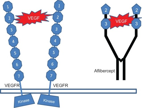 Figure 2 Vascular endothelial growth factor binds to two vascular endothelial growth factor receptors which induces the angiogenic response by activating the tyrosine kinase.