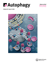 Cover image for Autophagy, Volume 18, Issue 8, 2022