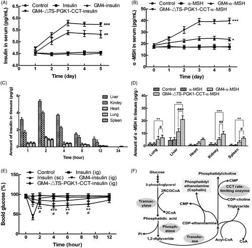 Figure 5. Pharmacological effects of the recombinant strains carrying insulin and α-MSH polypeptide drugs into mice. (A) Changes in the serum insulin concentrations with time in normal mice after oral administration of different drugs. *p ˂ .05 and ***p ˂ .001 compared to insulin. (B) Changes in the serum α-MSH concentration with time in normal mice after oral administration of different drugs. **p ˂ .01 and ***p ˂ .001 compared to α-MSH; ### p ˂ .001 compared to GM4-α-MSH. (C) The distribution of insulin in tissues in normal mice after 5 days of continuous gavage with different drugs. (D) Distribution of insulin in tissues in normal mice after 5 days of continuous gavage different drugs. **p ˂ .01 and ***p ˂ .001 compared to α-MSH; # p ˂ .05, ## p ˂ .01, and ### p ˂ .001 compared to GM4-α-MSH. (E) Changes in the blood glucose with time in type 2 diabetic mice after intragastric administration of different drugs. *p ˂ .05 and **p ˂ .01 compared to insulin (ig); # p ˂ .05, as compared to GM4-insulin (ig). (F) The glycerophospholipids biosynthetic pathway, in which CCTase acts as the rate-limiting enzyme in lecithin synthesis, and plays a key role in the phospholipid synthesis pathway.