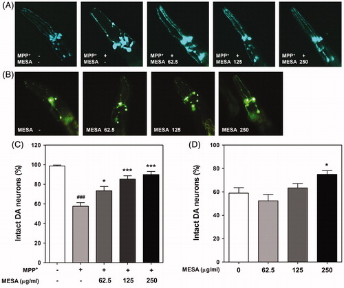 Figure 2. Protective effects of MESA on the DA neurodegeneration in C. elegans. GFP expression patterns of MPP+-treated transgenic strain BZ555 (Pdat-1::GFP) (A) and UA57 (Pdat-1::GFP and Pdat-1::CAT-2) (B). The fluorescence signals of DA neuron were photographed at 200 × magnification using fluorescence microscope. All eight DA neurons were counted in each survived animal by inspecting the GFP fluorescence of BZ555 (C) and UA57 (D), respectively. Data are expressed as the mean ± S.E.M. and results are obtained from three independent assays. Significance of difference between MESA treatment and control was determined by a one-way ANOVA. ###p < 0.001 compared with vehicle alone, *p < 0.05 and ***p < 0.001 compared with control.