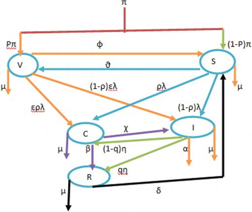 Figure 2. Flow diagram of the model.