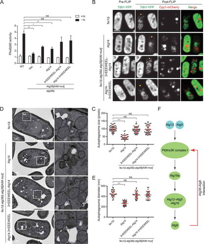 Figure 7. Artificially fusing an AIM to Atg14 rescues the autophagy defects caused by the Atg38 AIM mutation. (A) Autophagic flux measurement using the Pho8Δ60 assay was performed in wild-type cells, atg38Δ cells transformed with an empty vector or a plasmid expressing Atg38[AIM mut], and Atg38[AIM mut]-expressing atg38Δ cells transformed with a plasmid expressing Atg14 or a plasmid expressing Atg14 fused with an exogenous AIM at the N terminus or the C terminus. Cells were collected before (+N) and after shifting to nitrogen-free medium for 4 h (−N). Average activity from non-starved samples was set to 1. Data are mean ± s.d. of triplicates from representative experiments. * indicates P < 0.05; ** indicates P < 0.01; NS, not significant. P values were calculated using Welch’s t-test. (B) Representative images from the FLIP assay of fsc1Δ cells and fsc1Δ atg38Δ cells carrying Atg38[AIM mut] and the indicated Atg14 constructs. Cells expressing Tdh1-YFP were collected after 3 h of starvation, and then the FLIP assay was performed. Yellow dots mark the sites of photobleaching. Scale bar: 3 μm. (C) Quantification of the size of autophagosomes in (B). Mean ± s.d. are shown in red (n = 45). *** indicates P < 0.001; NS, not significant. P values were calculated using Welch’s t-test. (D) Representative electron microscopy images of fsc1Δ cells and fsc1Δ atg38Δ cells carrying Atg38[AIM mut] and the indicated Atg14 constructs. Cells were collected after 3 h of starvation. N, nucleus; M, mitochondrion; V, vacuole; AP, autophagosome. White squares enclosed regions are shown at higher magnification on the right. (E) Quantification of the diameter of autophagosomes in (D). Mean ± s.d. are shown in red (n = 30). *** indicates P < 0.001; NS, not significant. P values were calculated using Welch’s t-test. (F) The Atg38-Atg8 interaction establishes a positive feedback loop between Atg8 and the PtdIns3K complex I. The within-loop relationships denoted by black arrows are based on our previously published results [Citation40]