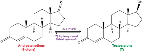 Figure 1. Conversion of androstenedione (4-dione) to testosterone (T)Citation22.