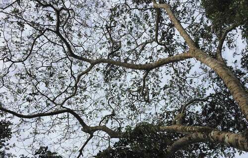 The Inga edulis was nearly completely defoliated by the end of the five-day outbreak