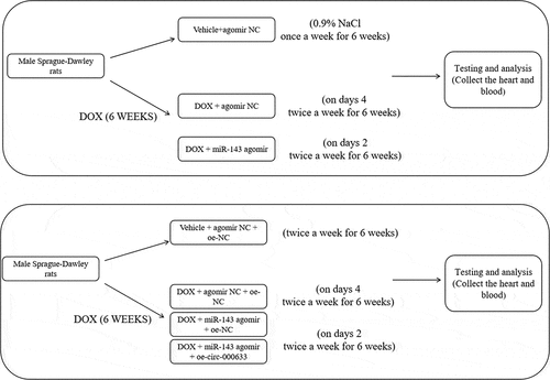 Figure 7. The schematic diagram in the rat experimental protocol.