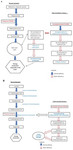 Figure 4 (A) Possible mechanism improvement of energy production to retinal ganglion cell and resolved acidosis after biotin therapy in biotinidase deficiency. (B) Possible mechanism limits neuronal damage.