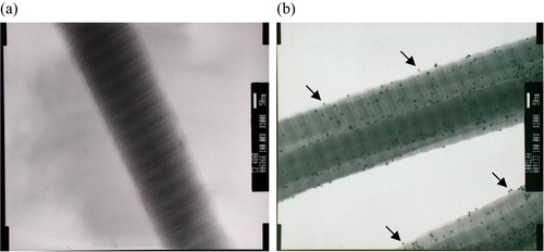 Figure 1.  Transmission electron microscopy of collagen and HA-collagen fibrils reacted with Au-WGA, which could be bound specifically onto HA. (a) collagen; (b) HA-Collagen. (X100K) (arrows: nano particles bound to HA at a distance from collagen fibrils).