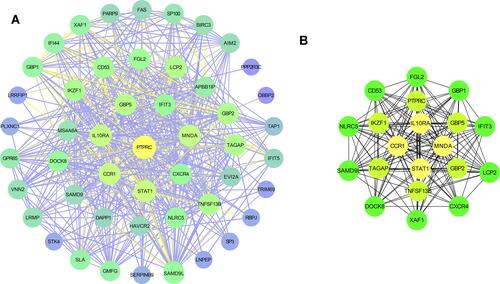 Figure 4 Protein–protein interaction (PPI) networks for 53 upregulated DEGs (A) and the top 20 hub genes (B) were constructed using Cytoscape visualization, which shows a gradual change in color from purple to yellow, indicating the change degree value from small to large.