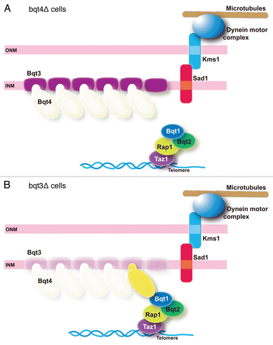 Figure 4 Phenotypes of bouquet mutants. (A) In the absence of Bqt4 (transparent), telomeres are not anchored to the nuclear envelope. However, telomeres may have some chance of contact with Sad1 when telomeres locate near the nuclear envelope through interaction between Bqt1 and Sad1. (B) In the absence of Bqt3 (transparent), degradation of Bqt4 results in basically the same situation as in (A), but residual Bqt4 (yellow) may provide a chance for telomeres to contact with Sad1.