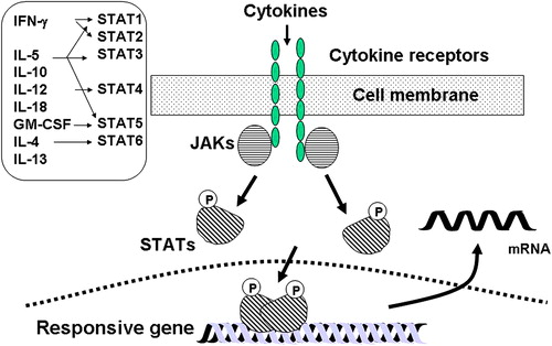 Figure 2. Mechanism of activation of the signal transduction-activated transcription factors (STATs) pathway. Different STATs are activated by different pro-inflammatory cytokines. Cytokine binding to its receptor results in activation of different Janus kinases (JAKs) that phosphorylate intracellular domains of the receptor, resulting in phosphorylation of STATs. Activated STATs dimerize and translocate to the nucleus where they bind to recognition elements on certain responsive genes (please refer to the text for a more detailed description). GM-CSF: granulocyte-macrophage colony stimulating factor; IL: interleukin; IFN: interferon; mRNA: messenger ribonucleic acid.