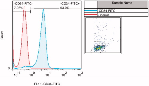 Figure 1. Flowgram of CD34+ cord blood cells purity percentage after extraction with MACS.