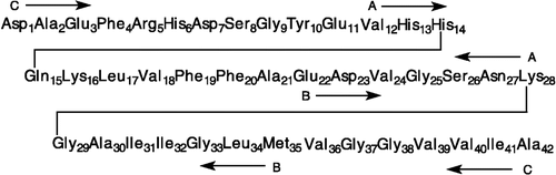 Figure 1 Amino acid sequences of amyloid peptides: [A] Aβ12–28; [B] Aβ22–35; [C] Aβ1–42.