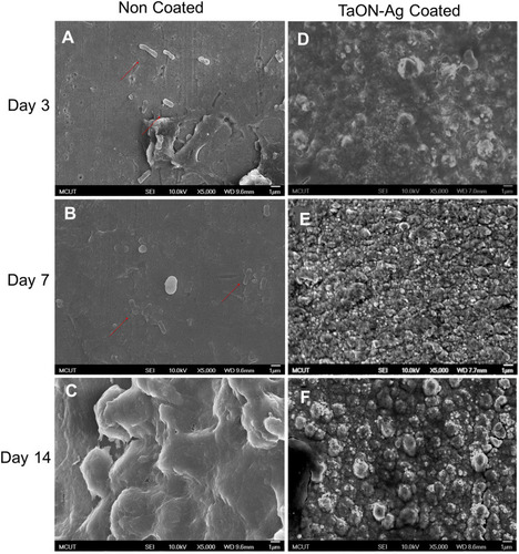 Figure 7 Ti pin with or without TaON-Ag coating has a distinct effect on Escherichia coli adhesion and biofilm formation. FE-SEM (5000X) of non-coated Ti needle loaded with E. coli revealed the adhesion of only a few bacilli (red arrows) on the surface 3 days after needle implantation (A), a smooth surface with mired bacilli cells 7 days post-surgery (B), and a thick biofilm formation 14 days post-non-coated Ti needle implantation (C). The TaON-Ag coated needle loaded with E. coli revealed neither bacilli adhesion nor biofilm formation after 14 days (D–F).