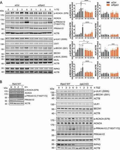 Figure 1. TNF treatment induces activation of AMPK. (A) L929 cells were transfected with non-targeting (siCtrl) or Ripk3 siRNAs (siRipk3). 48 h post transfection, cells were exposed to 10 ng/ml TNF and 30 µM QVD (TQ) for the indicated times. Then, whole cell lysates were subjected to SDS-PAGE and immunoblotting for indicated proteins. A compilation of representative immunoblots is shown; three ACTB immunblots are shown, but each protein was normalized to its corresponding loading control. The density of each protein band was divided by the average of the density of all bands from the same protein on the membrane. Fold changes were calculated by dividing each normalized ratio (protein to loading control) by the average of the ratios of the control lane (scr, 0 h TQ). Results are mean + SD from at least 3 independent experiments. Statistical analysis was done by repeated measures two-way ANOVA (corrected by Sidak’s multiple comparisons test between siRNAs and corrected by Tukey’s multiple comparisons test between time points). Statistically significant differences within non-targeting siRNA-transfected cells (compared to scr, 0 h TQ) are depicted as letters directly above the bars. * or a: P < 0.05, ** or b: P < 0.01, *** or c: P < 0.001, **** or d: P < 0.0001. (B) Ripk3 WT and KO MEFs were exposed to indicated treatments (medium [M], 30 ng/ml TNF [T], 100 nM SMAC-mimetic [S], 20 µM z-VAD [Z]) for indicated times. Then, cells were lysed and cleared cellular lysates were subjected to SDS-PAGE and analyzed by immunoblotting for indicated proteins