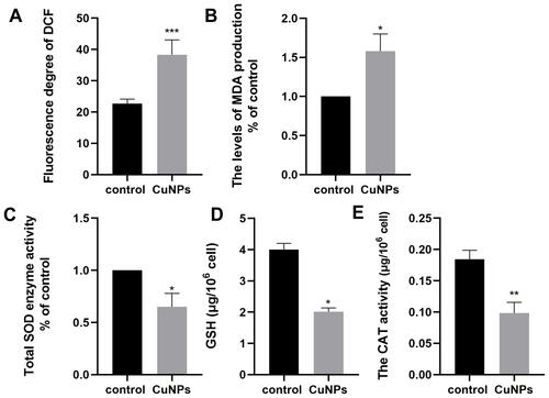 Figure 2 Effect of CuNP exposure on ROS (A), MDA (B), SOD (C), GSH (D), and CAT (E) in COV434 cells.