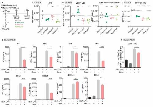 Figure 6. Dexa impairs the stimulatory potential of cDC in mice and of human PBMC. (a), Treatment schedule of C57BL/6 mice. (b), Splenic cDC (MHC class II+, CD11c+, non-T or B cells) as quantified by flow cytometry. (c), Fraction of eGFP+ cells (left) and expression levels of eGFP (right) within cDC. (d), CD80 expression on cDC. FI, fluorescence intensity. (b–d), Mean (line) and individual values (symbols) are shown. The dotted line represents the mean of the control group. (e–f), Human PBMC were stimulated for 17 h with 10 µg/mL RNA-LPX and/or 0.1 µM Dexa as shown. Depicted is the mean of three donors. (e), Cytokine and chemokine secretion. (f), Fraction of CD80+ cells among CD123− BDCA-1+ HLA-DR+ BDCA-3+ cDC. The dotted line represents the mean of the control group.