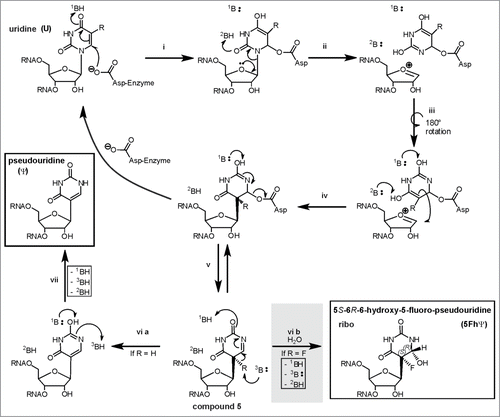 Figure 7. The “Michael” addition-like mechanism of Ψ formation modified from Czudnochowski and coworkers.Citation78 The substrate is either 5-fluorouridine (R = F) or uridine (R = H ). To account for the “generally accepted covalent adduct” of the substrate base’ C6 to the catalytic aspartate of the enzyme (if the substrate is 5FU), the aspartate would have to attack in an Michael addition-like manner. The protonation- and deprotonation steps proposed by Czudnochowski et al. would be carried out by yet unidentified bases (1B, 2B, 3B). Please note that turnover of U and 5FU both result in compound 5. This final intermediate is either deprotonated to eventually result in pseudouridine or hydrated in case of 5FU (gray shaded reaction step) to generate 5S-6R-6-hydroxy-5-fluoro-pseudouridine.